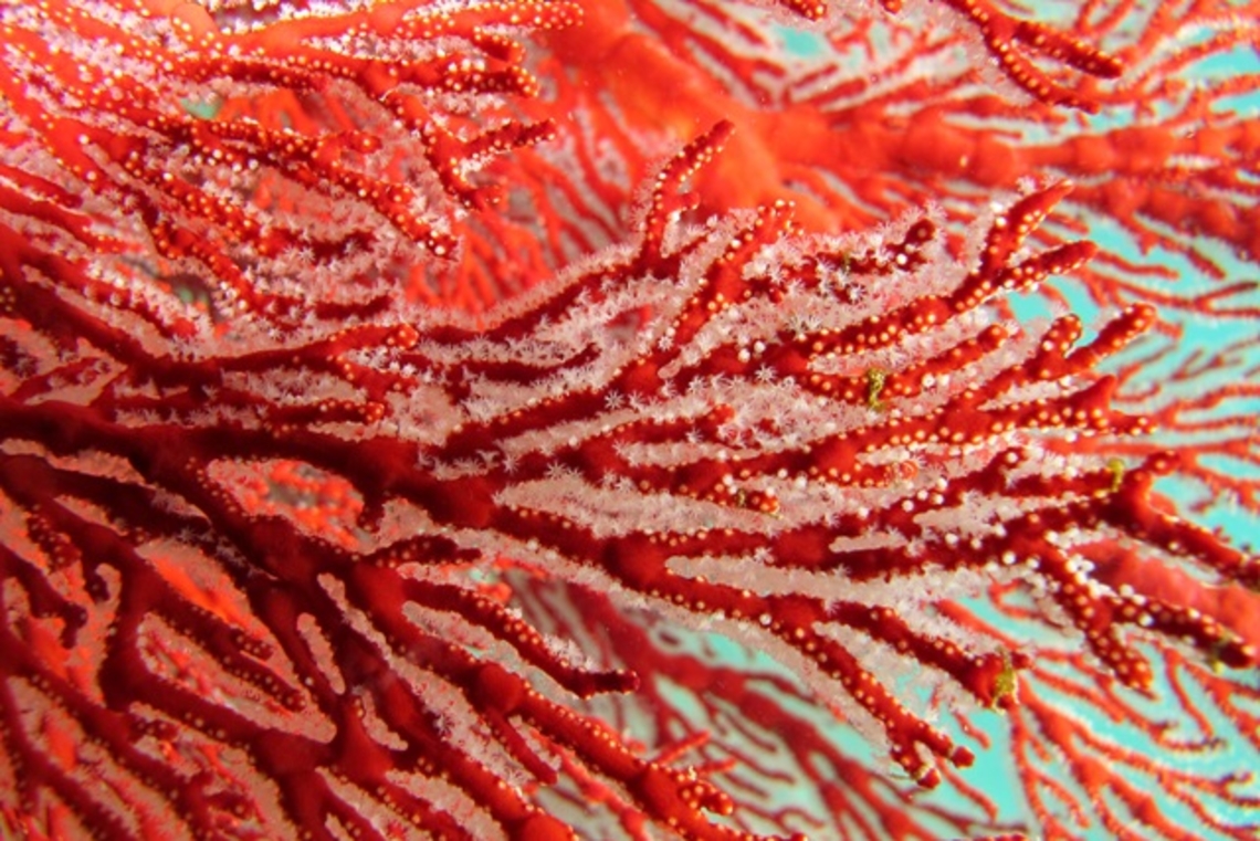 Détail des polypes d'une gorgone rouge
