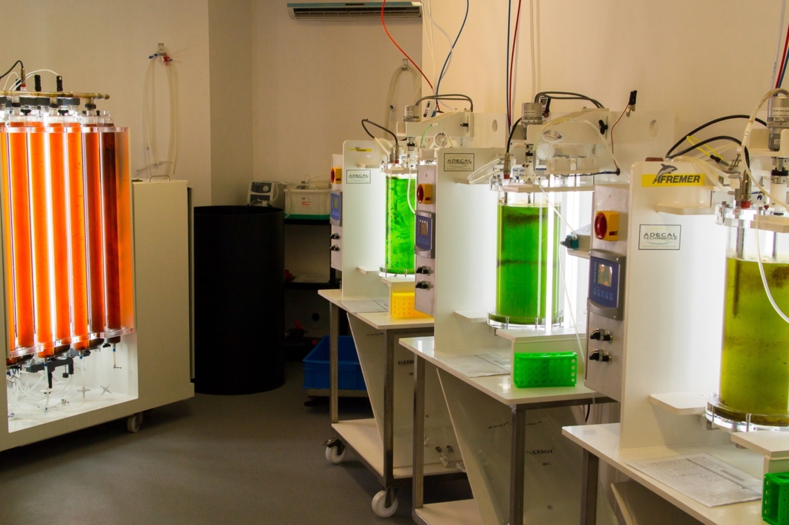 Photobioréacteurs au Laboratoire d'Etudes de Micro-Algues (LEMA)